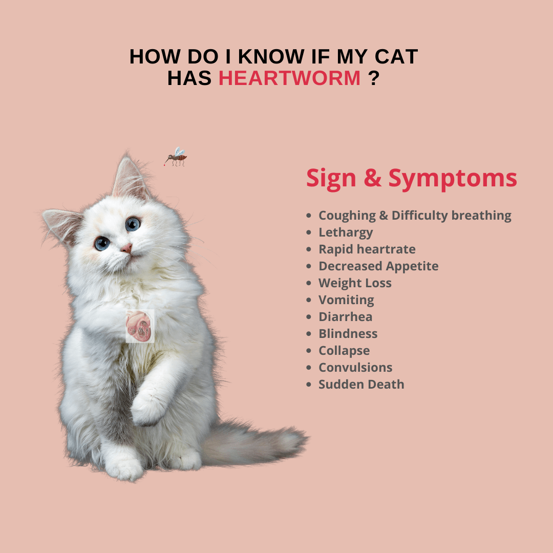 Top heartworm in kittens Clearance - Main Image