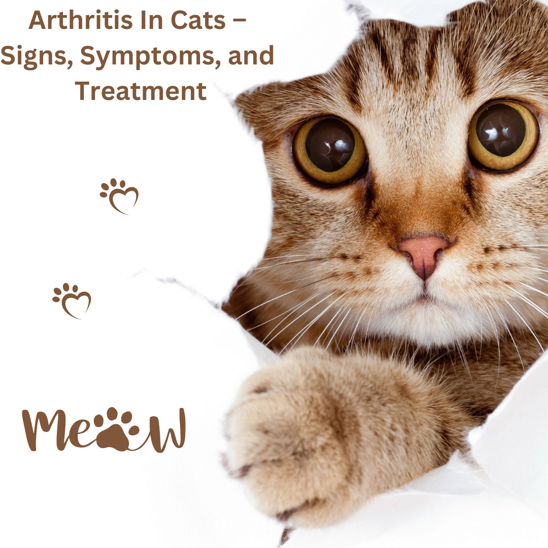 Image showcasing Arthritis In Cats – Signs, Symptoms, and Treatment