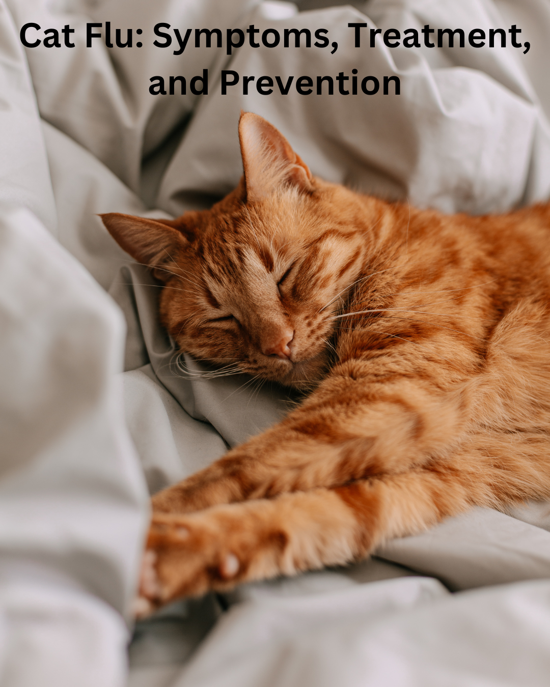 Cat Flu Symptoms Treatment And Prevention