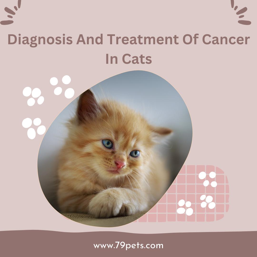 Stunning Feline Cancer Diagnosis image