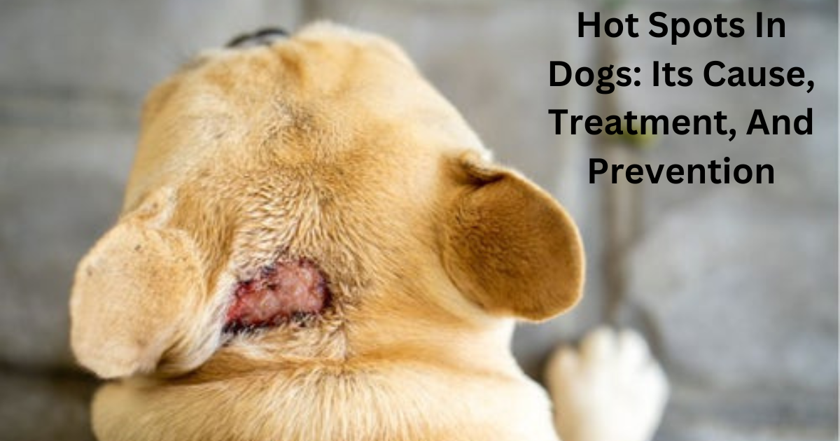 Canine hot spots causes online