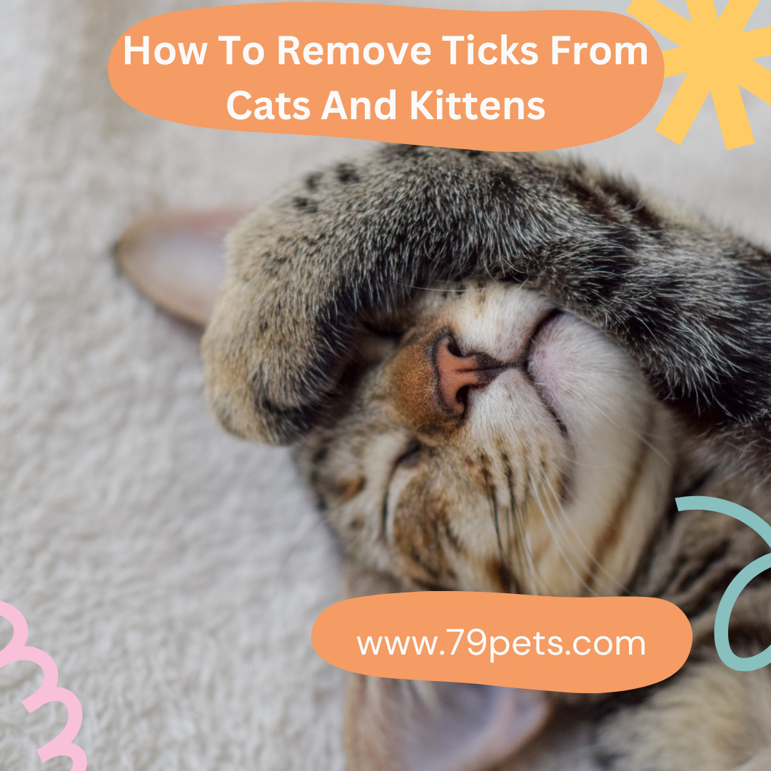 How To Remove Ticks From Cats And Kittens