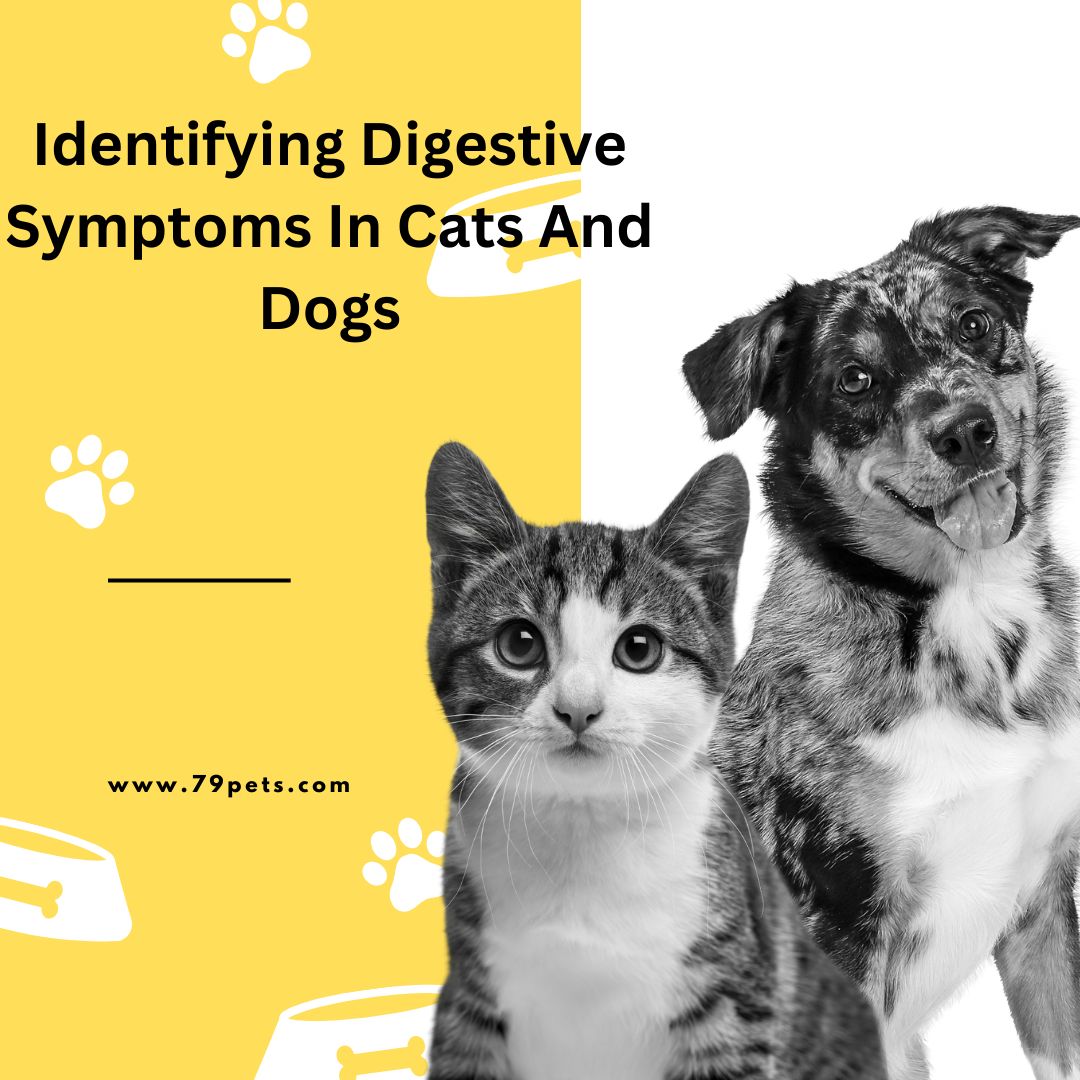 Identifying Digestive Symptoms In Cats And Dogs