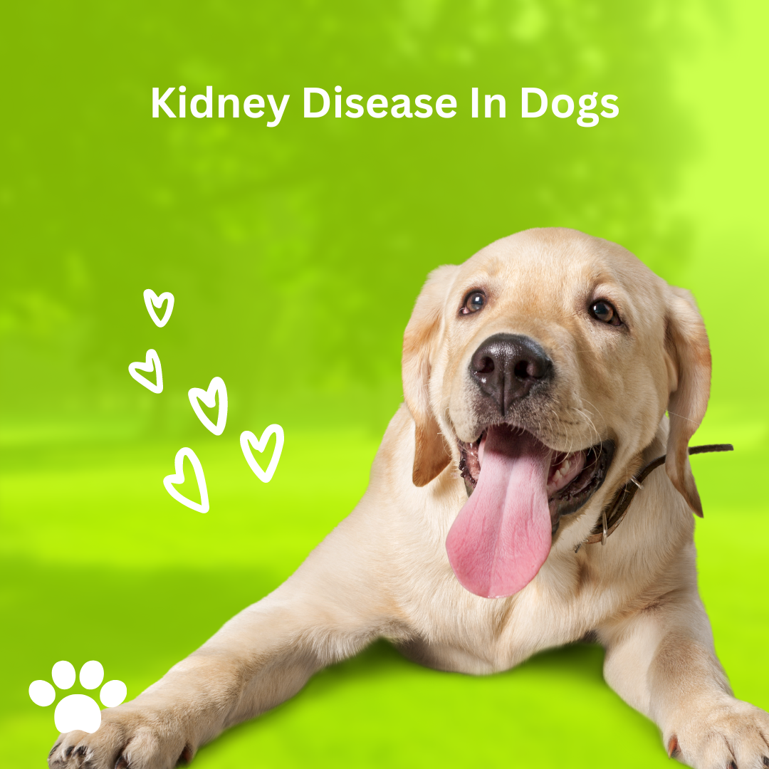 Dog greens kidney health best sale