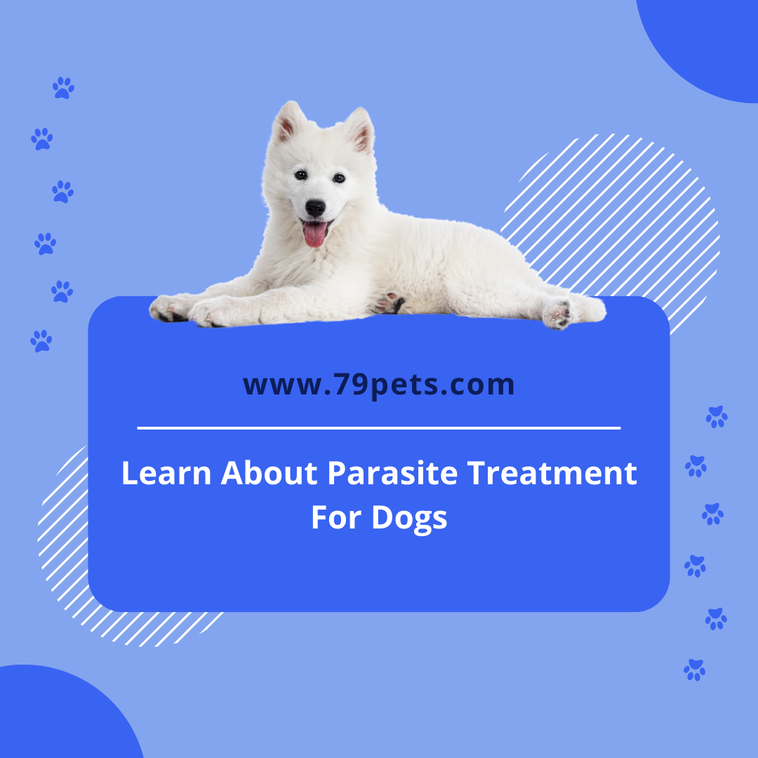 Image showcasing Learn About Parasite And Its Treatment For Dogs