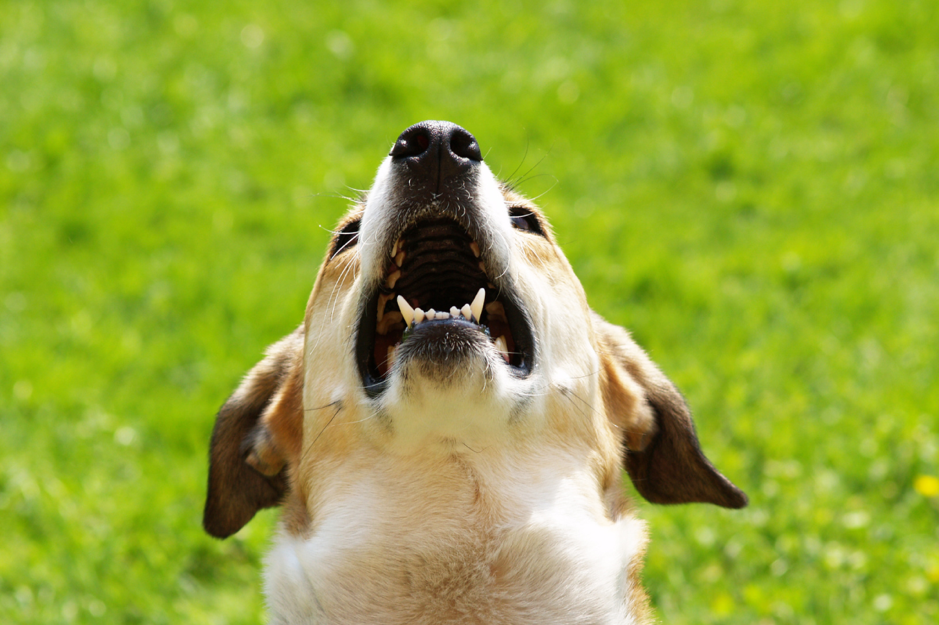 Why Is My Dog Crying For No Reason Causes And Practical Tips why-is-my-dog-crying-for-no-reason-causes-and-practical-tips