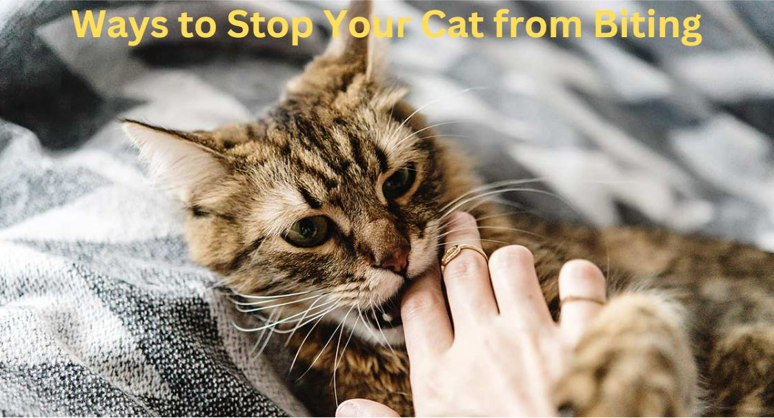 Ways To Stop Your Cat From Biting