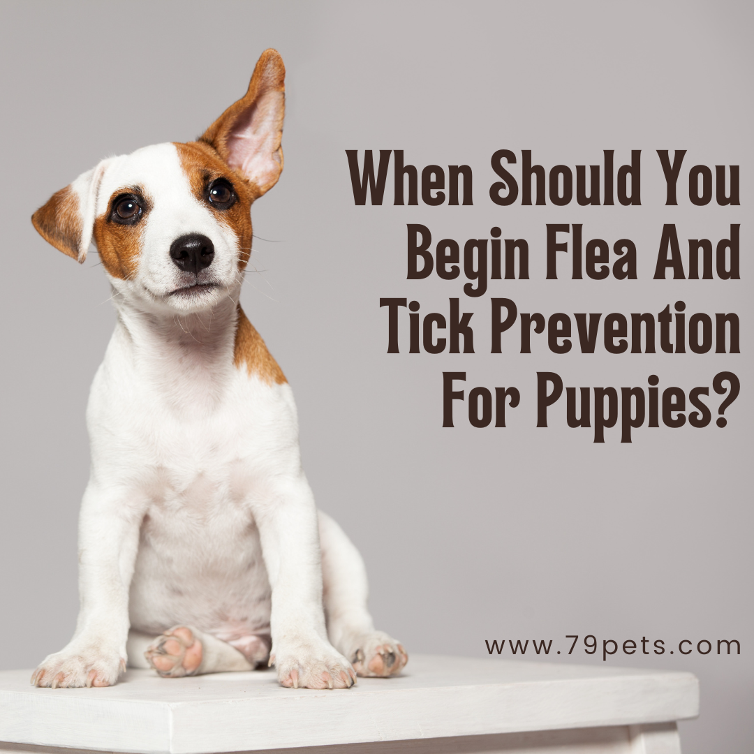 Image showcasing When Should You Begin Flea And Tick Prevention For Puppies?