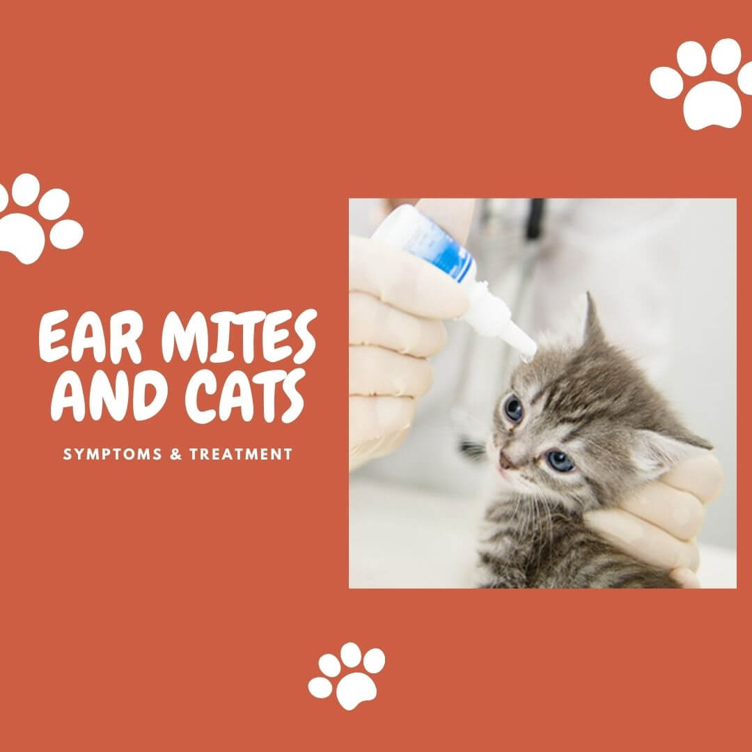 Ear Mites Treatment Ear Mites Symptom Ivermectin