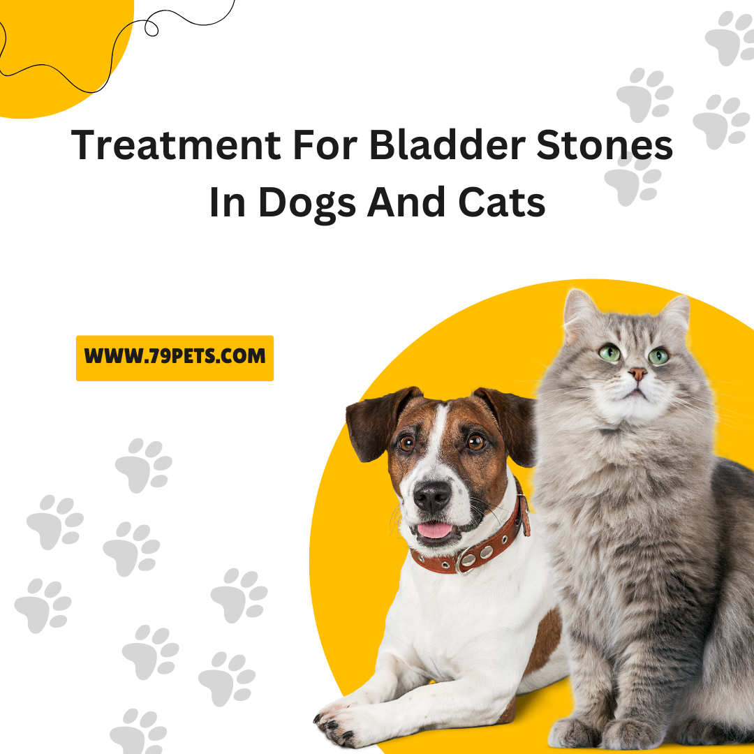 Curated visual reference: Best Food For Bladder Stones In Cats At Joel Nettleton Photo Inspiration