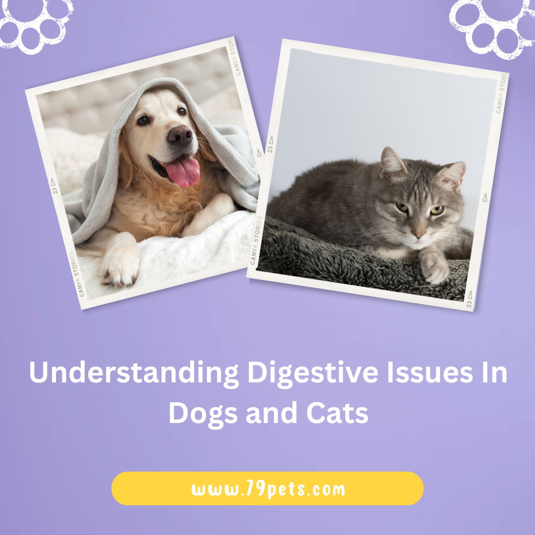 Picture of Understanding Digestive Issues In Dogs and Cats