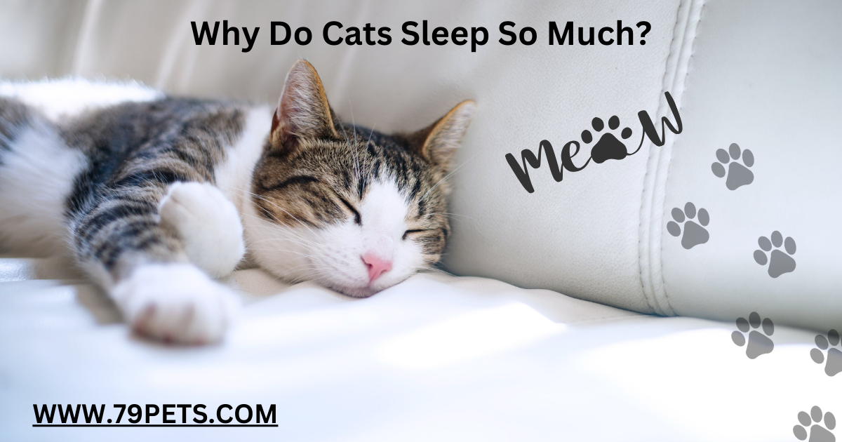 Why Do Cats Sleep So Much?