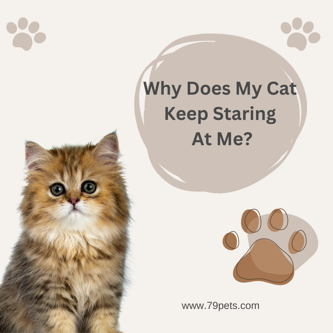 Why Does My Cat Keep Staring At Me?