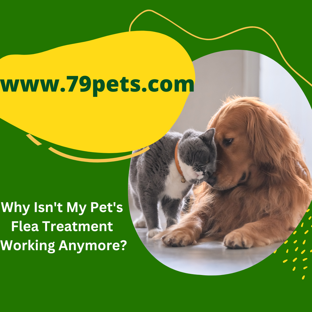 Why Isn't My Pet's Flea Treatment Working Anymore?