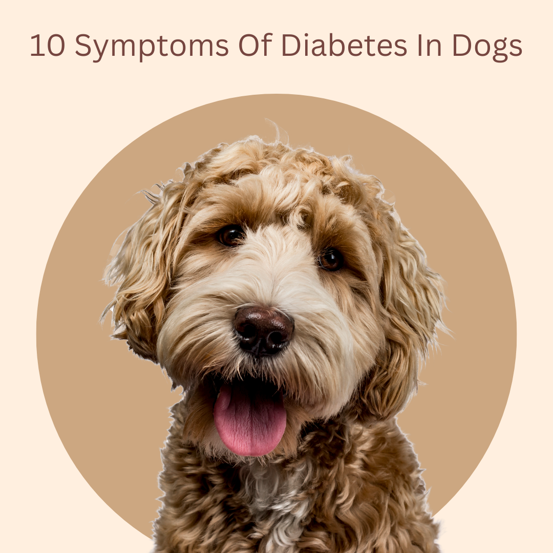 10 Symptoms Of Diabetes In Dogs