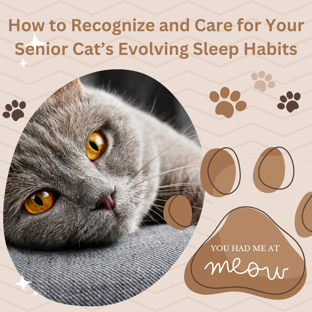Image result for How to Recognize and Care for Your Senior Cat's Evolving Sleep Habits