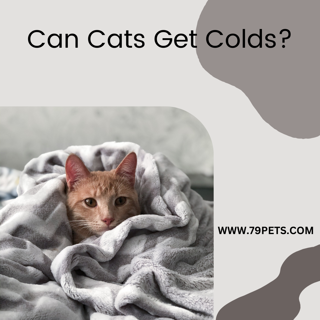 Can Cats Get Colds 9082