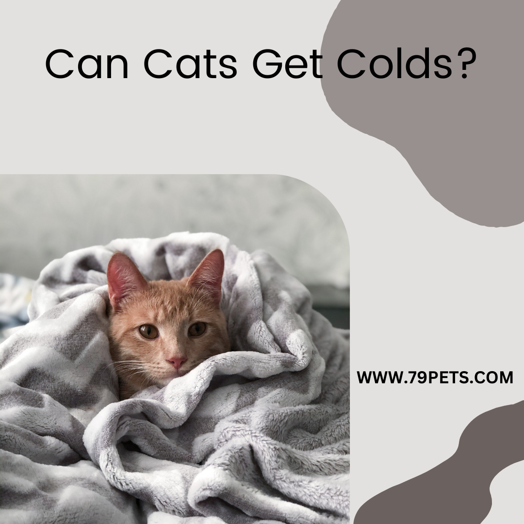 Can Cats Get Colds?