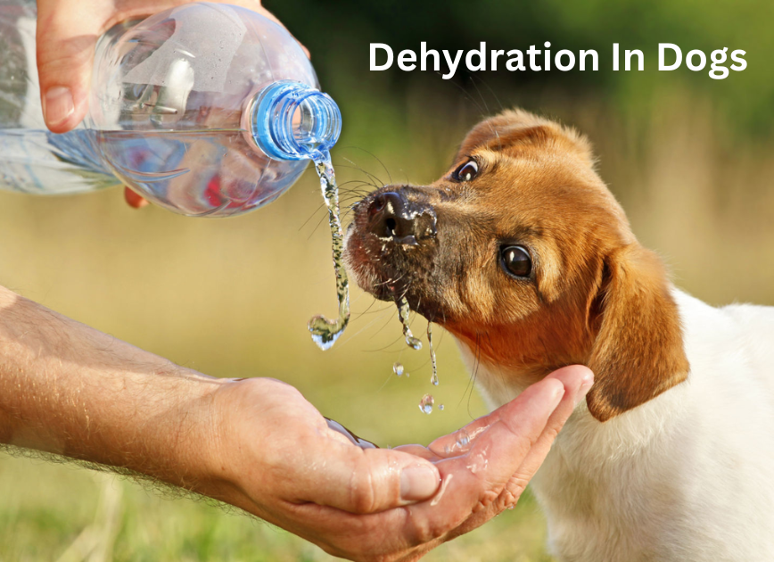 Dehydration In Dogs