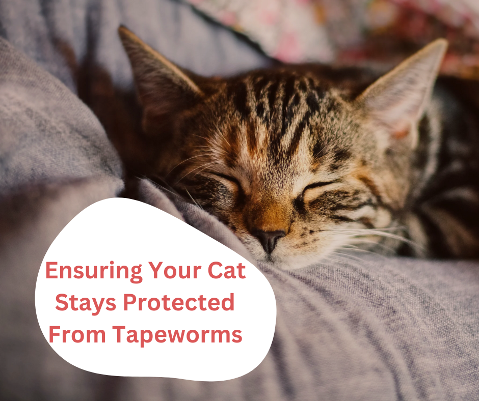 Ensuring Your Cat Stays Protected From Tapeworms