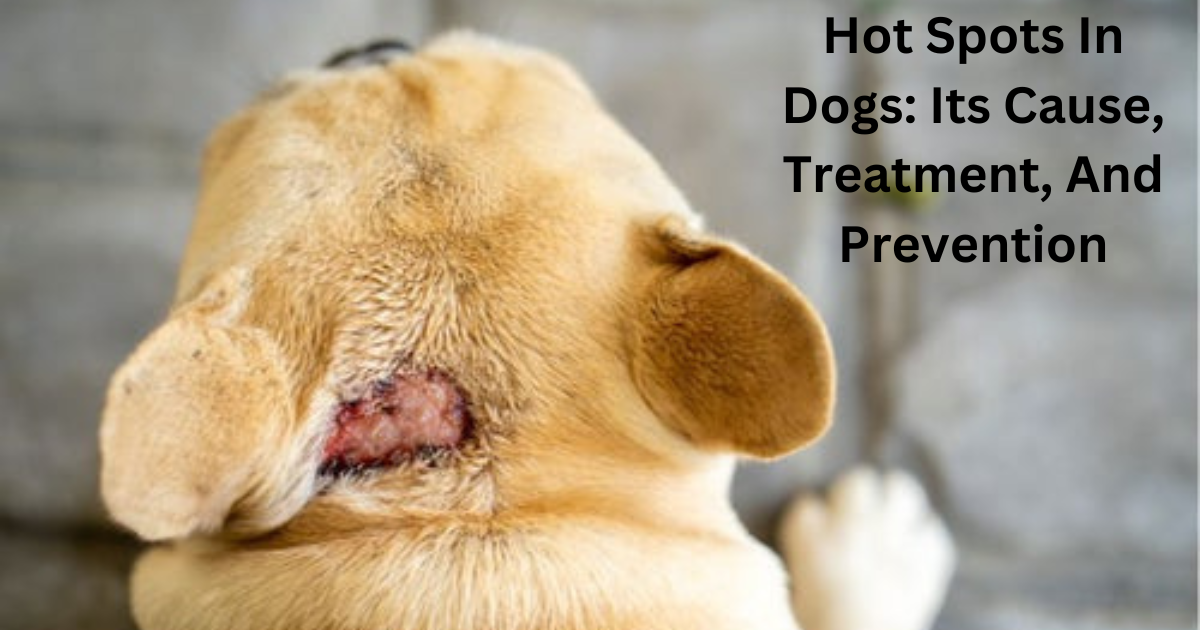 Hot Spots In Dogs: Its Cause, Treatment, And Prevention