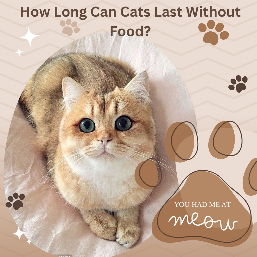 How Long Can Cats Last Without Food