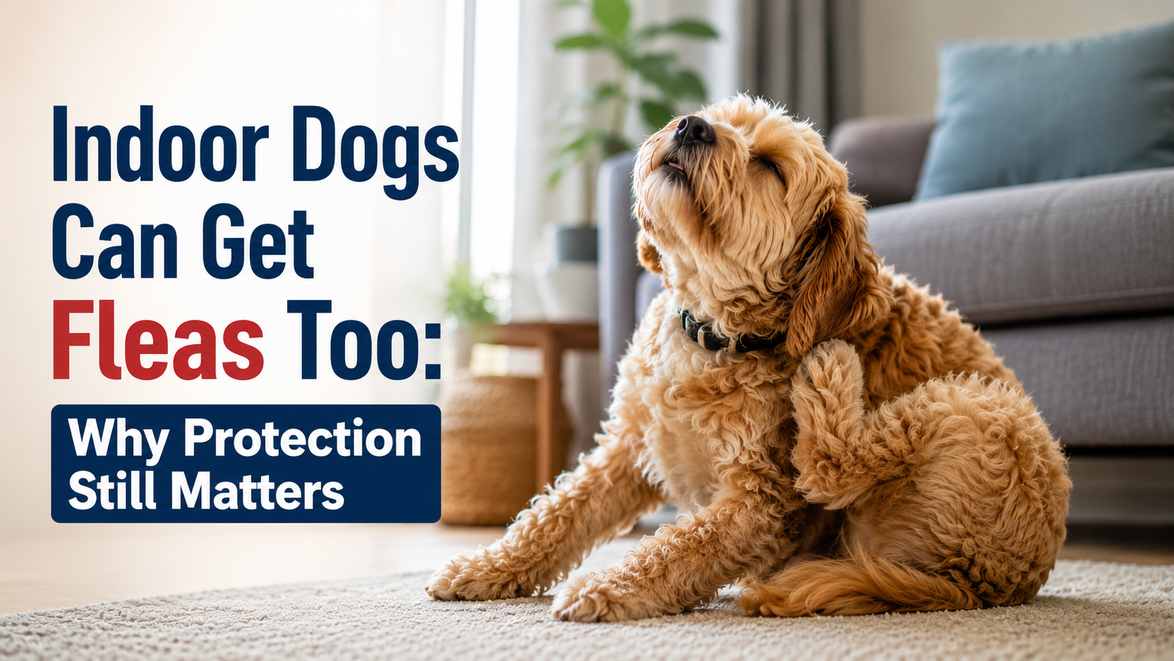 Indoor Dogs Can Get Fleas Too: Why Protection Still Matters