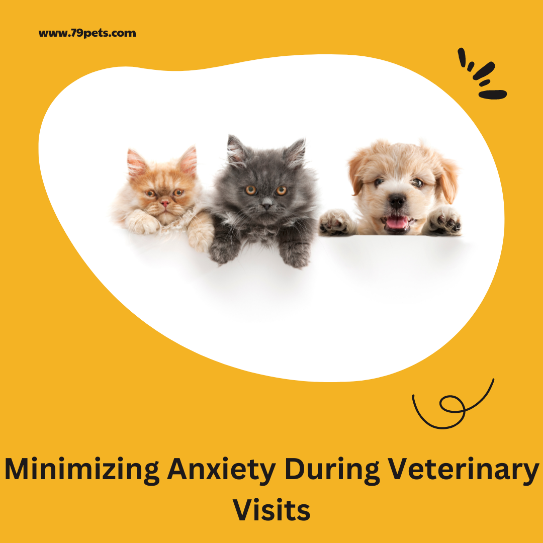 Thumbnail for Calming Exercises For Dogs With Anxiety Caused By Veterinary Visits