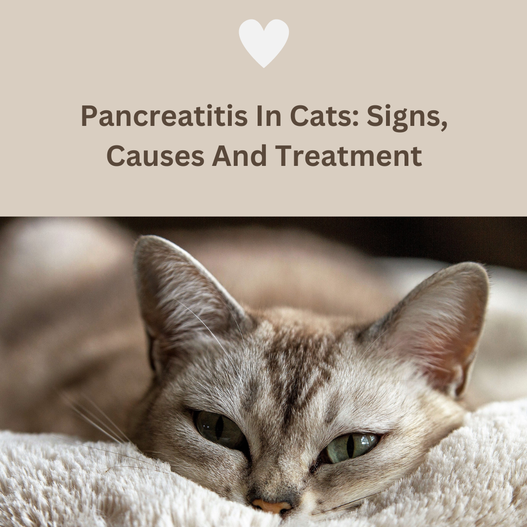 Stunning Cat Symptoms Pancreatitis And Flea Bitten image