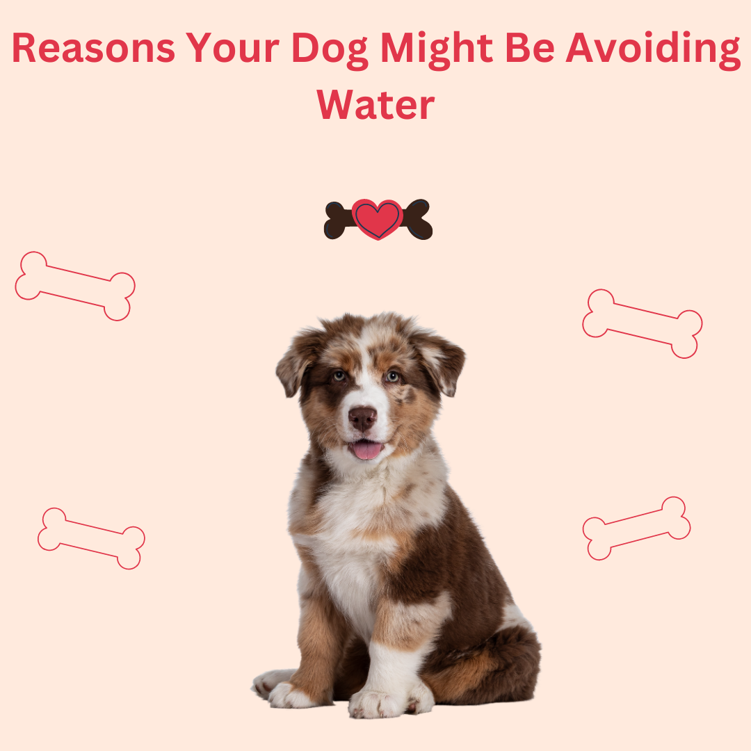 Reasons Your Dog Might Be Avoiding Water