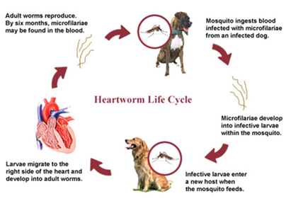 Heartworm Disease In Dogs