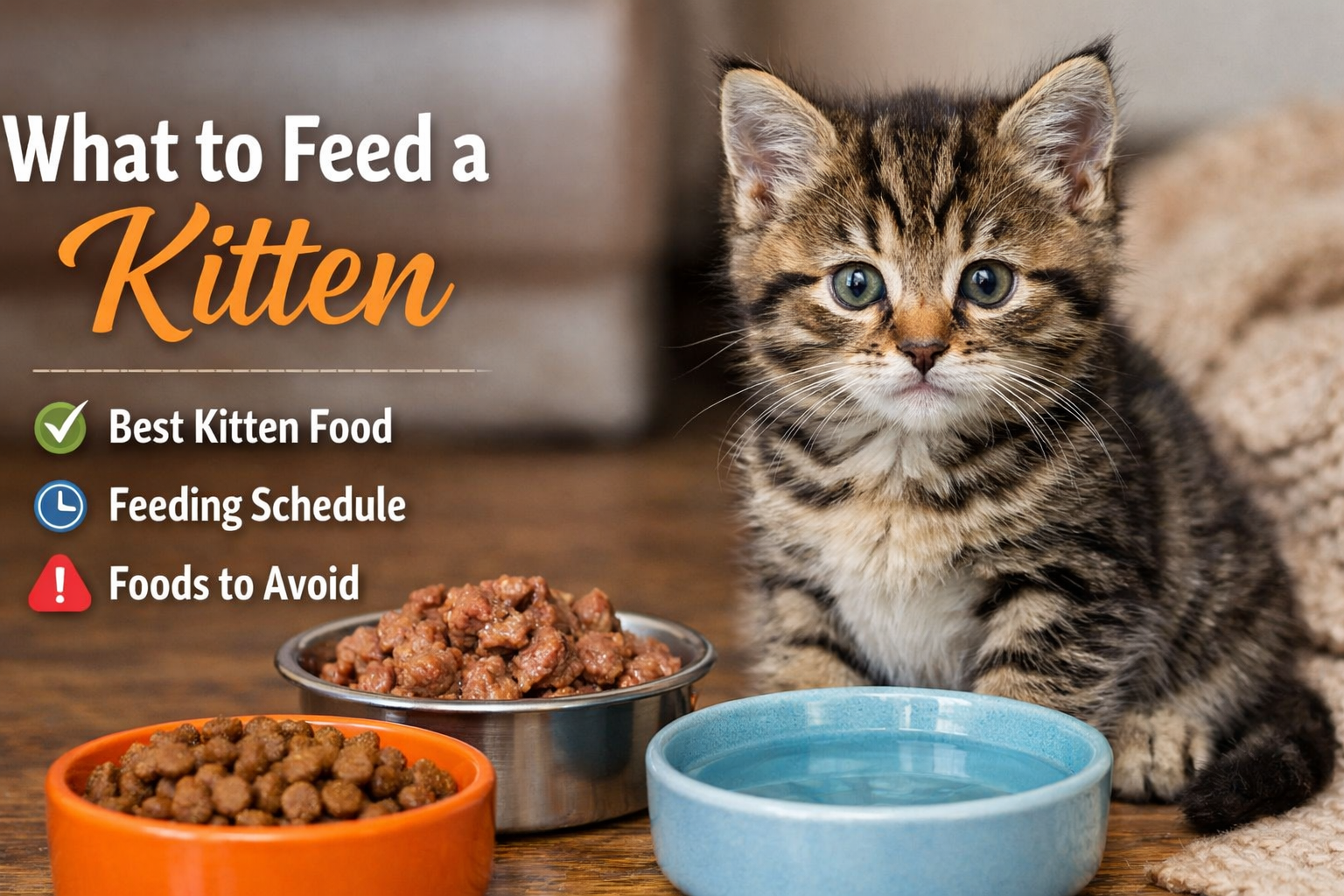 What to Feed a Kitten: A Complete Guide for New Cat Parents