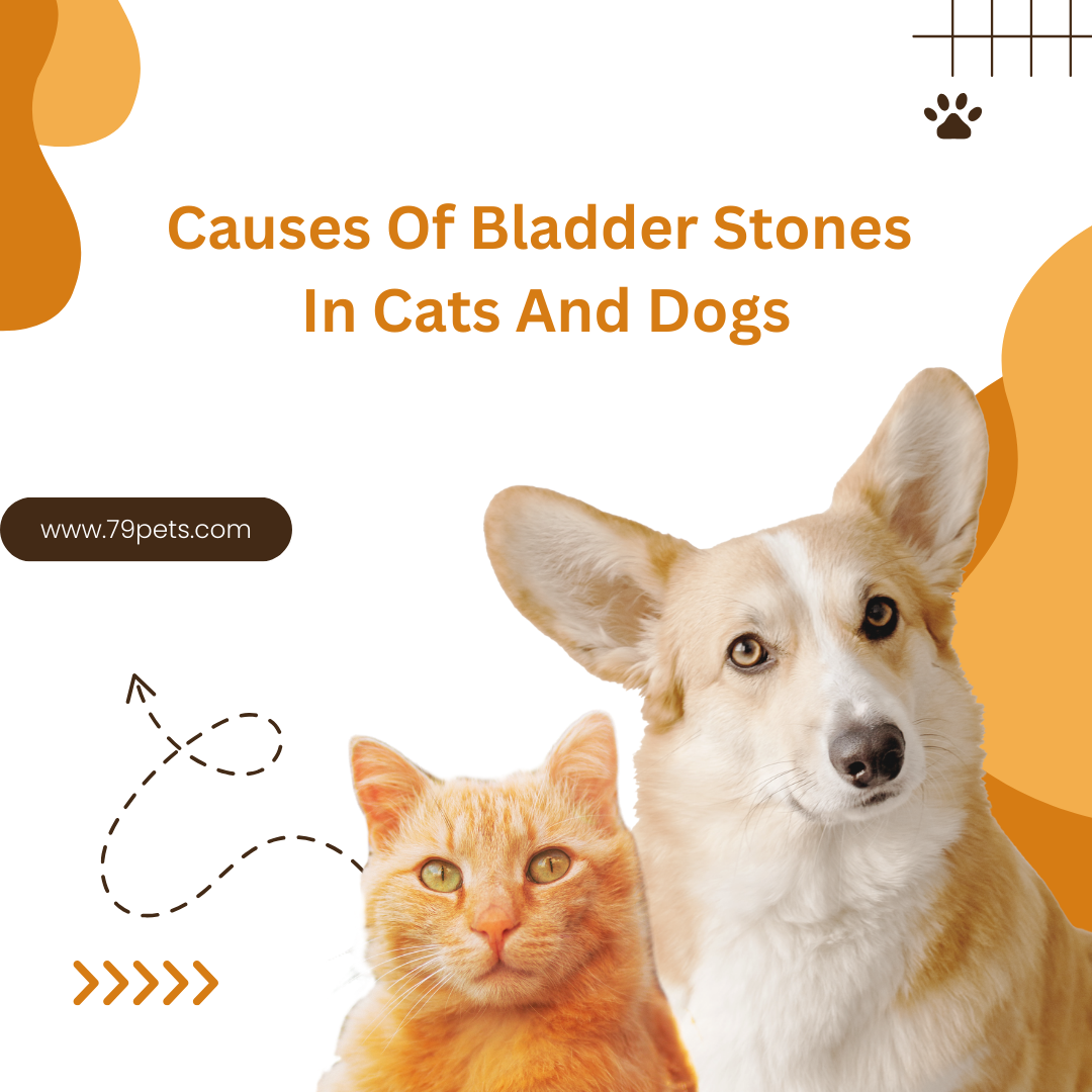 Causes Of Bladder Stones In Cats And Dogs