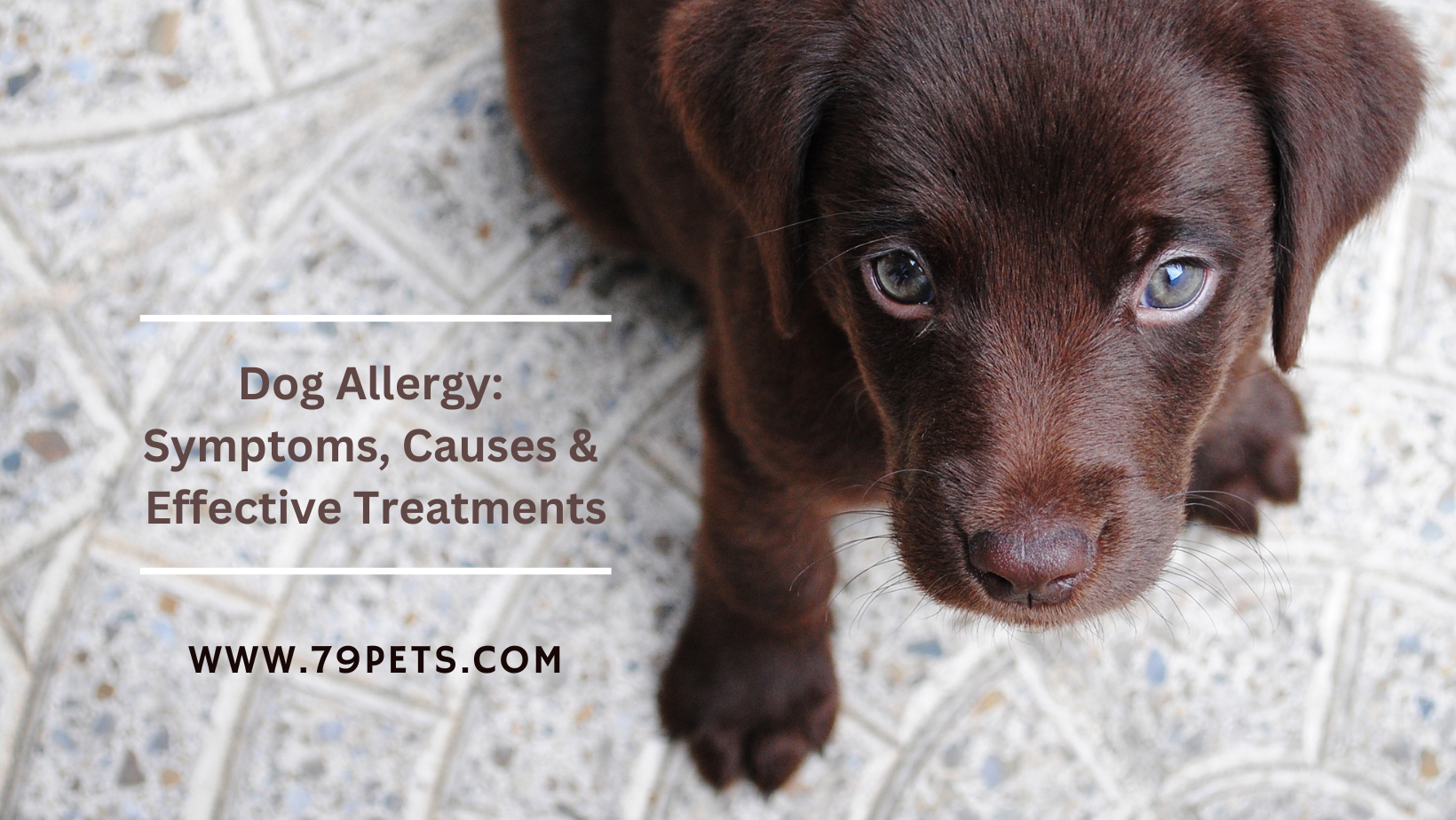 Dog Allergy: Symptoms, Causes & Effective Treatments