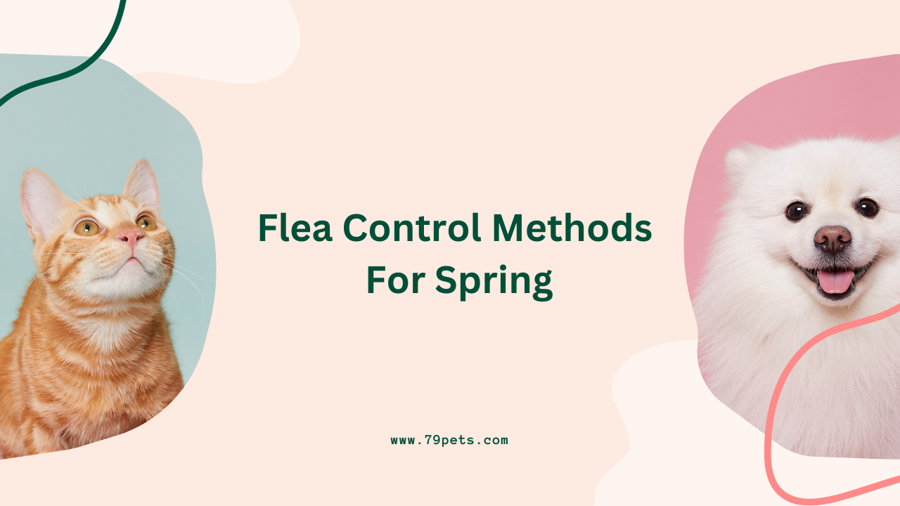 Flea Control Methods For Spring