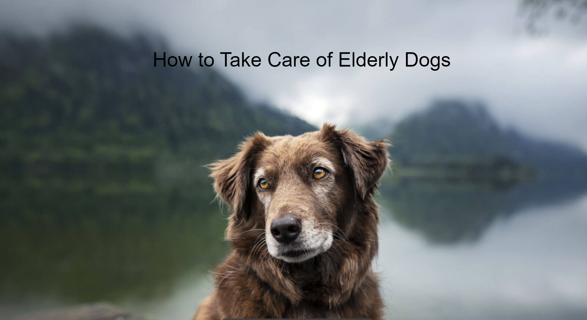 How To Take Care Of Elderly Dogs