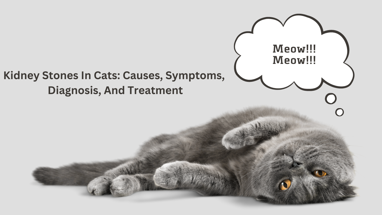 A closer look at Kidney Stones In Kittens