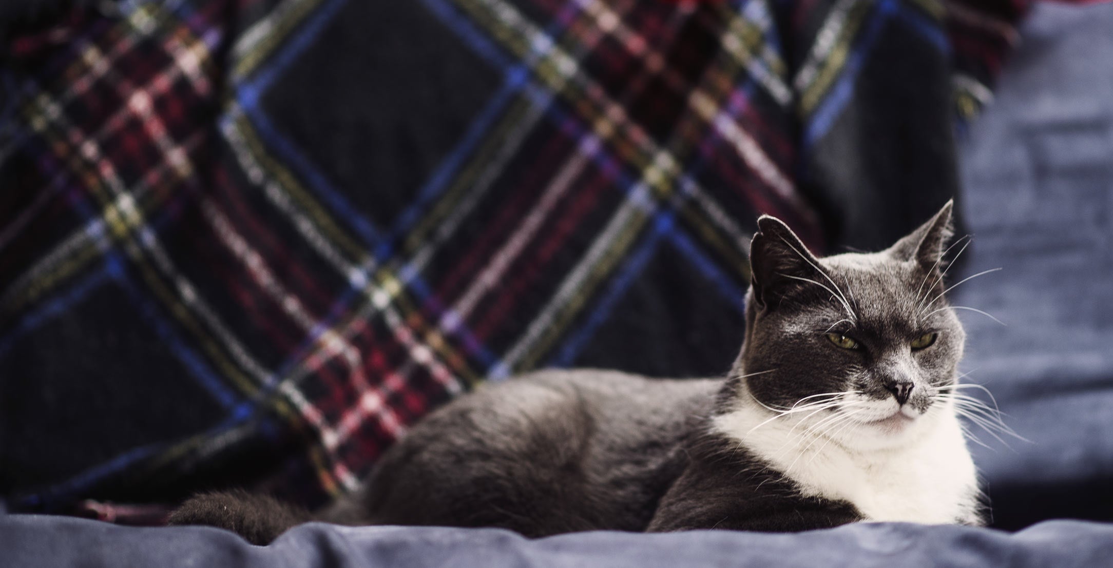 Beautiful view of Lyme Disease Risk For Outdoor Cats