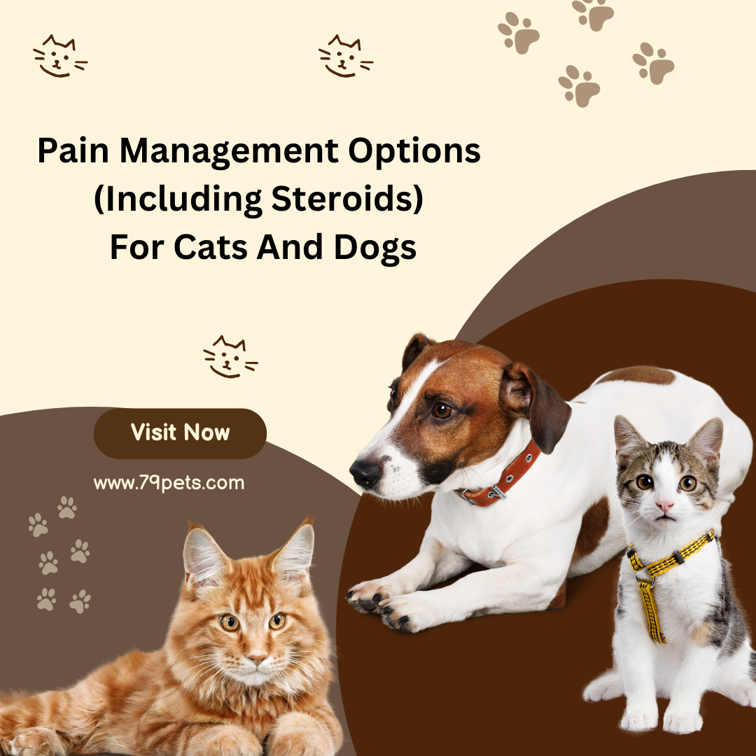 Cat Options Pain Management Options (Including Steroids) For Cats And Dogs