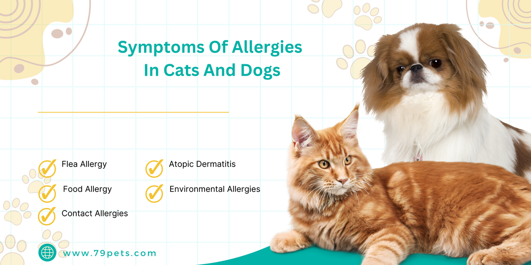 Symptoms Of Allergies In Cats And Dogs