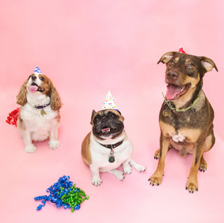 Flea & Ticks Dogs